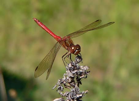 Steenrodeheidelibel290805